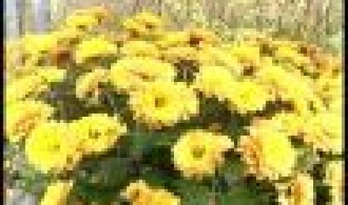 Hortidécouvertes ce dimanche 